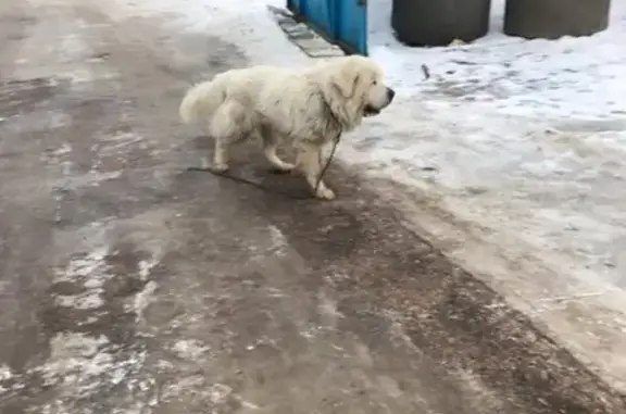 Найдена собака на Дмитровском шоссе, рядом с заправкой 