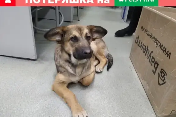 Найдена собака в Калининграде, ищем хозяина!