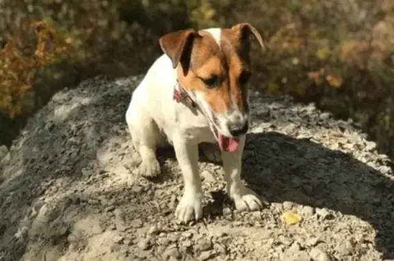 Пропала собака в Шелехове: Джек Рассел Терьер Бетси #4shvosrikomсобака