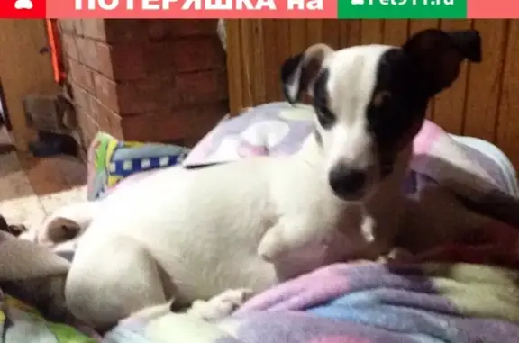 Пропала собака Джек Рассел в Кубинке без одной лапки