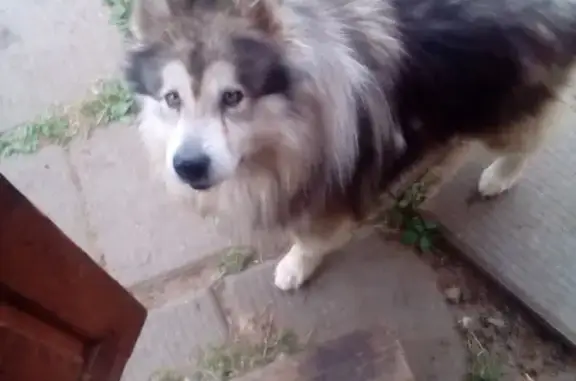 Пропала собака на улице Владимирской #ПЕ_потерян