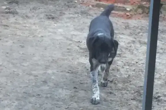 Пропала собака Бруно на Украинской улице, Ростовская область