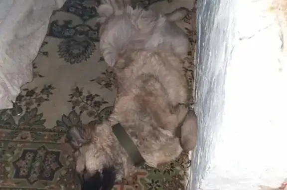 Пропал пёс Граф в районе Храмцовка, Черемхово