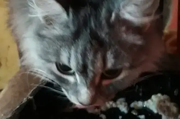 Пропала кошка на Вахитова 16 - помогите найти!