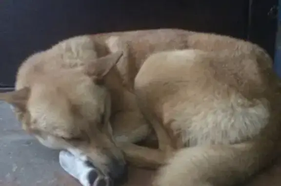 Найдена собака на Вмз в Нижнем Тагиле