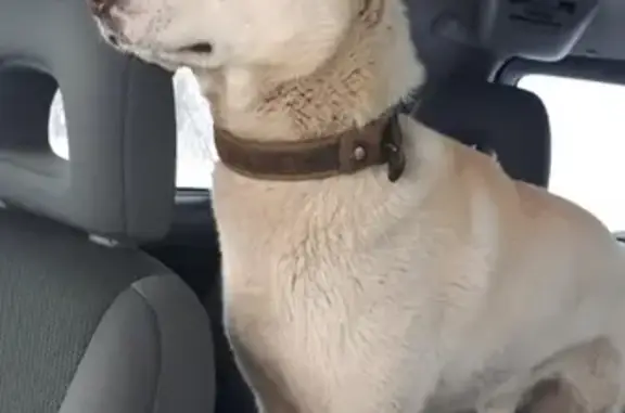 Пропала собака Бася в Барабинске