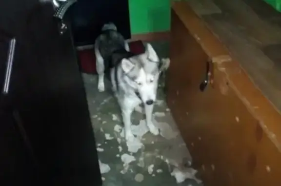Найдена собака на ул. Банбана, Сыктывкар