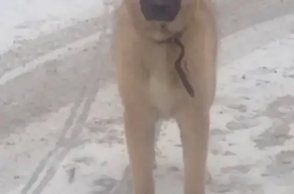 Найдена собака в районе Мира-Усти-на-Лабе с красным ошейником