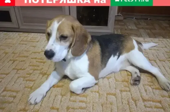 Найдена собака в ошейнике на ул. Фестивальная, Кострома