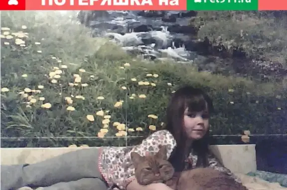 Кошки потеряшки, Котово, фото: Потеряшка рыжий кот Барсик в Котово, Новгородская область