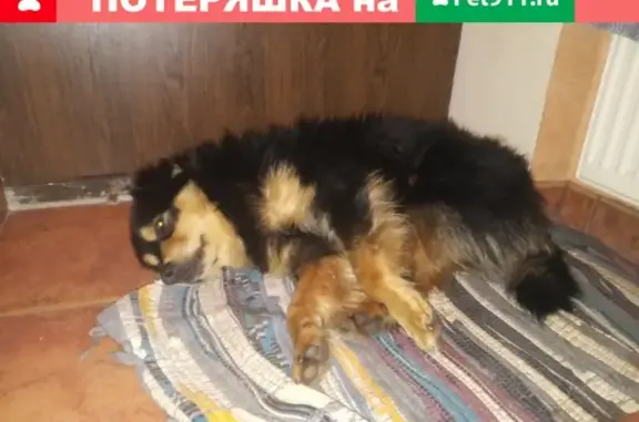 Найдена собака на улице Красносельской, ищет хозяев