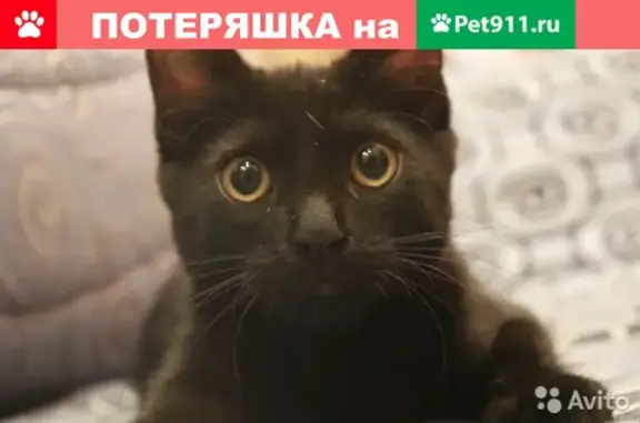Пропала кошка в Орле, район Ленина