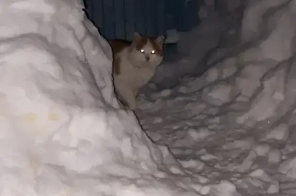 Найдена кошка, Самара, фото: Найдена пугливая кошка в частном секторе г. Самары