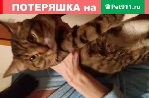 Найдена кошка в Зеленограде, к2034