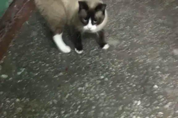 Найден кот на ул. Пушкина, готов к переезду