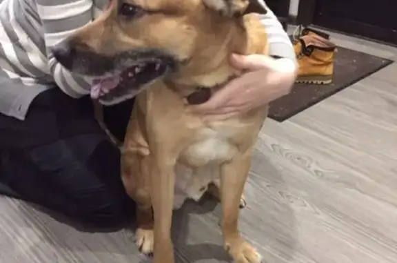 Найдена собака на Галиуллина, 26 в Магнитогорске