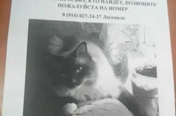 Пропала кошка Мася на ул. Капитана Беляева!