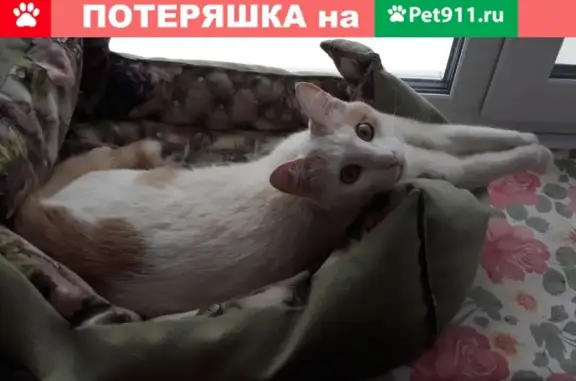 Объявления о пропавших и найденных животных, Вахруши, фото: Пропал кот в пос. гор. типа Вахруши, ул. Кирова 16, 18, 20