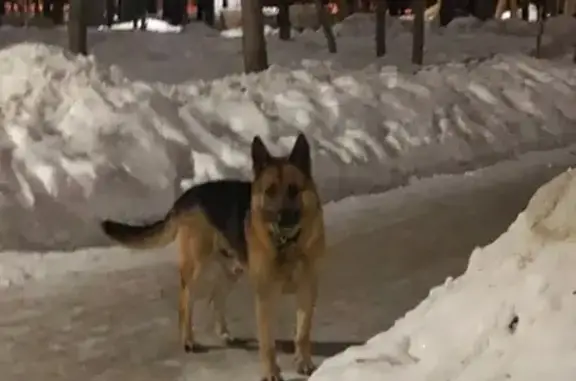 Собака найдена в Железнодорожном парке