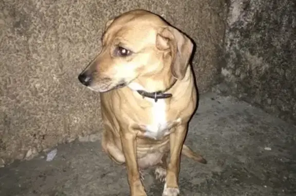 Собака найдена в Ногинске на Краснослободской улице (39 символов)