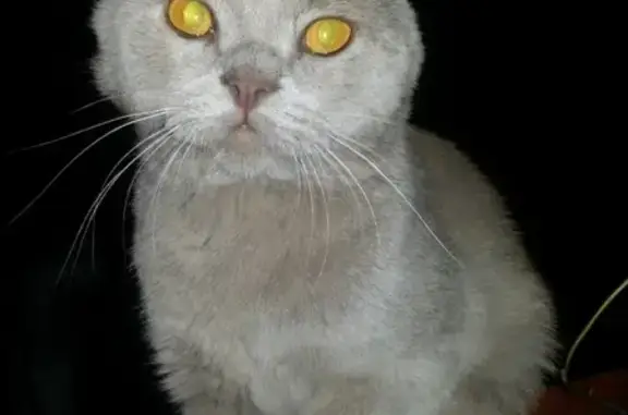 Пропала кошка Мейсон в Красноярском крае