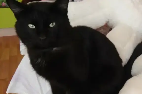 Пропал черный кот с шрамом на ухе в Сылве, Пермский район