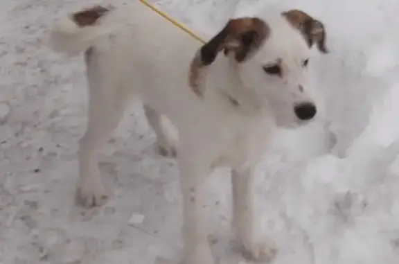 Найдена собака в Омске: ищем надежных хозяев.