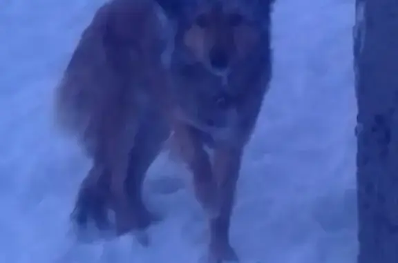 Найдена собака на Ул. Орехово, школа 24 в Комсомольске-на-Амуре