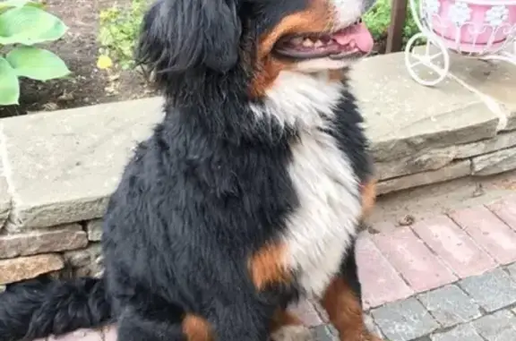 Собаки потеряшки, деревня Соколова Пустынь, фото: Потеряшка собака Адель на улице Соколиная, деревня Соколова Пустынь