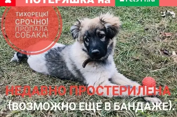 Пропала собака на улице Дорожной в Тихорецке!
