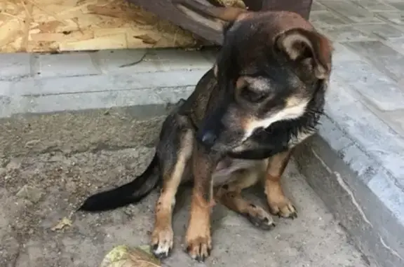 Пропала собака Малюся в Почепе, Брянская область