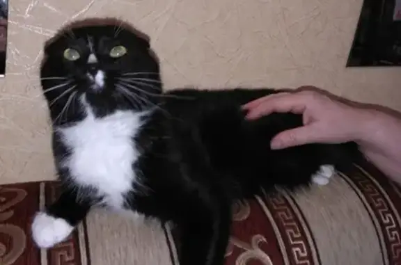 Кошки потеряшки, Саров, фото: Потеряшка черный кот с белыми лапками на улице Карла-Маркса