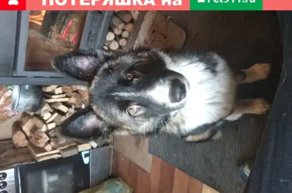 Пропал крупный щенок в Нижневартовске