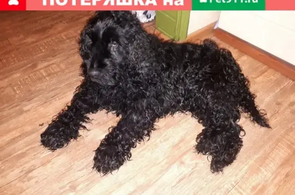 Найдена собака в районе Заболотье, Москва