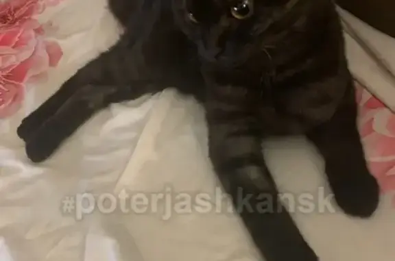 Найдена кошка на Вертковской