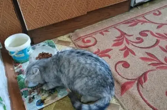Найдена кошка на Кирова 109а в Кургане