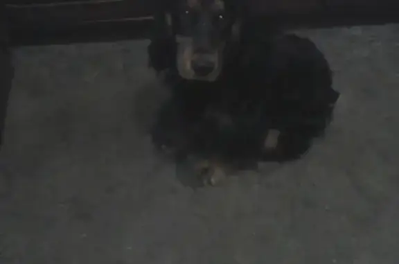 Пропала собака в Архангельске 05.02.19 - помогите найти!