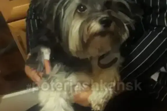 Пропала собака Боня на улице Островского в Бердске