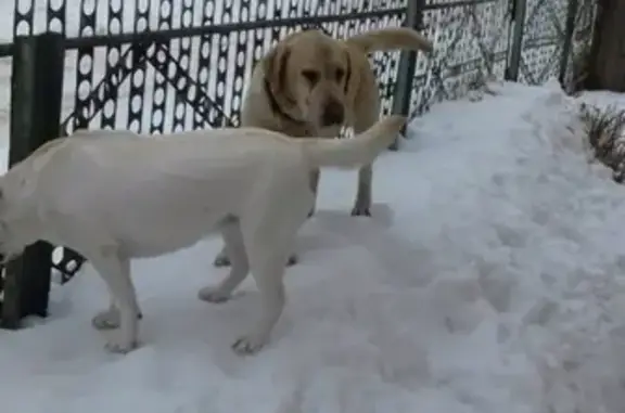 Собака с ошейником ищет хозяина в Рославле