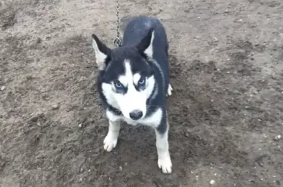 Пропала собака в Печоре, вознаграждение.