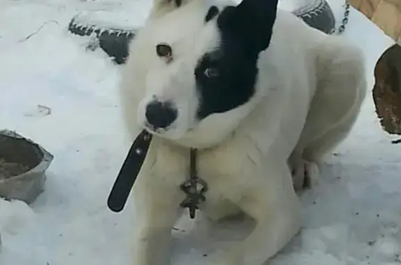 Пропала собака Бим в Рыбинске
