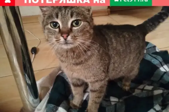 Найдена кошка на Первомайской и Молодогвардейской