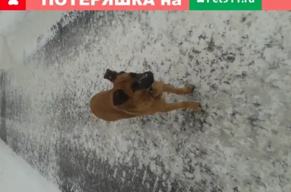 Найдена собака на ул. Хохрякова в Перми