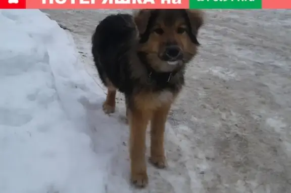 Собака найдена на ул. Аустрина в Пензе #Зоосердце_ZS