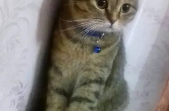 Пропала кошка на Образцовской площадке в Сызрани