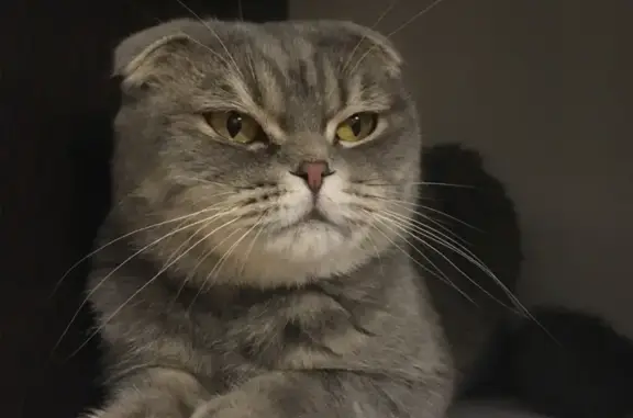 Кошки потеряшки, Великий Новгород, фото: Потеряшка кошка в Микрорайоне Луговой, Большая Санкт-Петербургская д. 108 к5