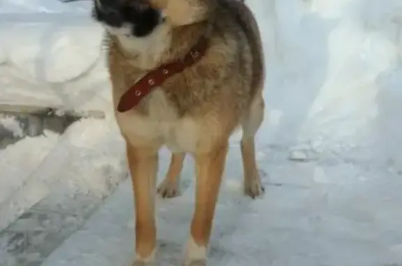 Найдена ласковая собака-лайка в Петрозаводске