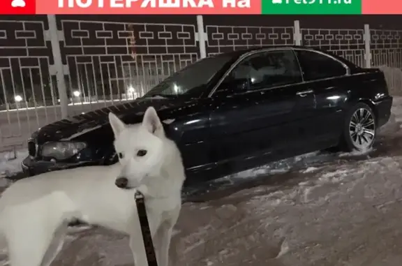 Пропала собака Юла в Нижневартовске