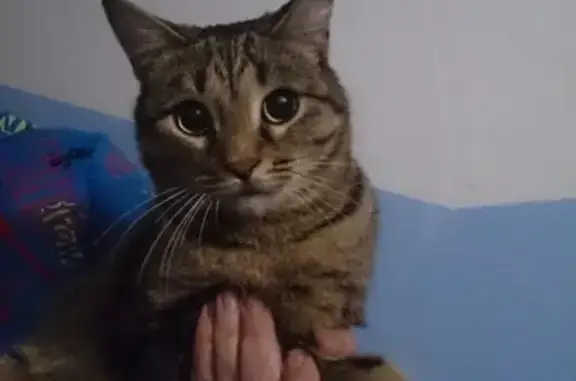 Найден ручной котик на ул. Заводской