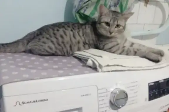 Кошки потеряшки, Киров, фото: Потеряшка кошка в Кирове, кличка Сема, 7.02.2019.